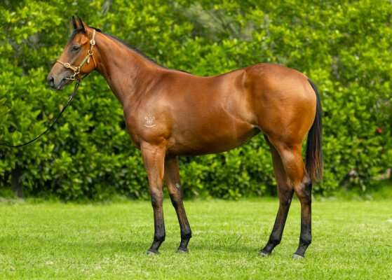 Lot 632: Acrobat / Elisa Carolina (NZ)