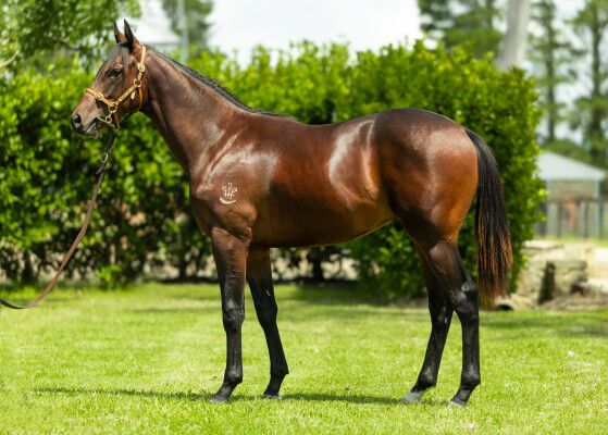 Lot 672: Shalaa (IRE) / La Layla