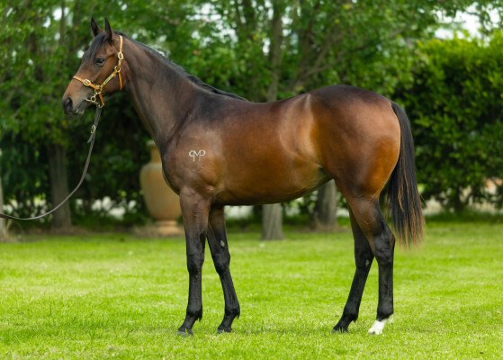 Lot 793: Harry Angel (IRE) / Verlan