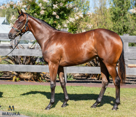 Lot 548: Dundeel (NZ) / Vinni Rose