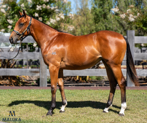 Lot 471: Tassort / Smurf Cody
