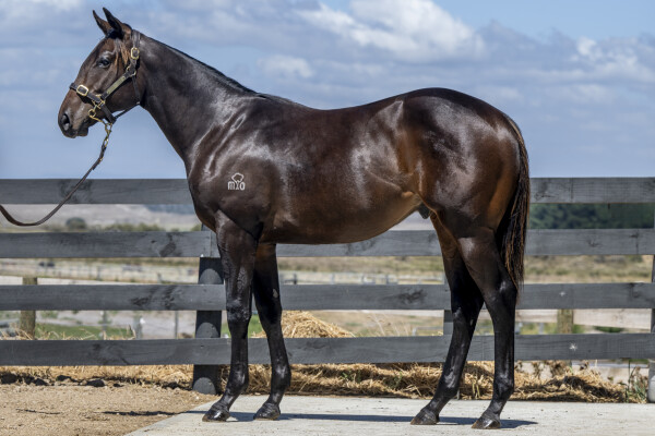 Lot 582: Lucky Vega (IRE) / Ashleigh Rae