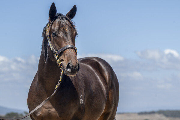 Lot 582: Lucky Vega (IRE) / Ashleigh Rae