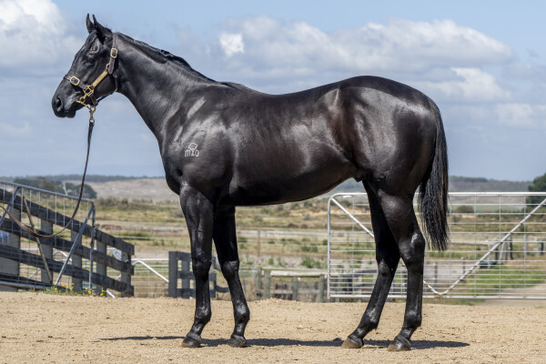 Lot 671: Captivant / Kuroset