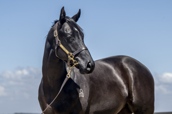 Lot 671: Captivant / Kuroset