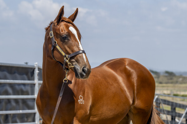 Lot 748: Ghaiyyath (IRE) / Scout Finch
