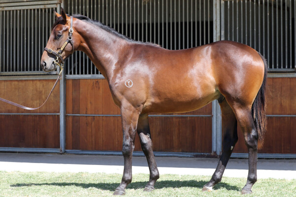 Lot 740: Tarzino (NZ) / Rue Vivienne