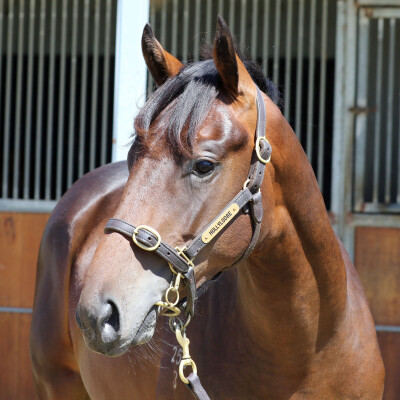 Lot 740: Tarzino (NZ) / Rue Vivienne