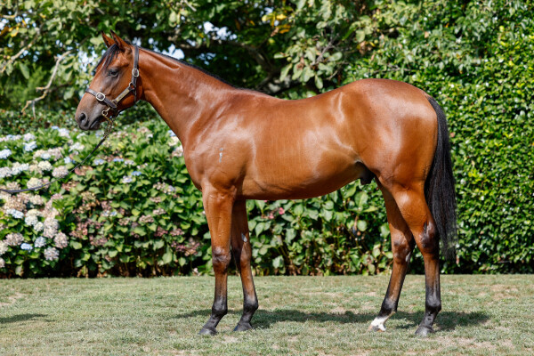 Lot 221: Home Affairs / Ishikari Bay