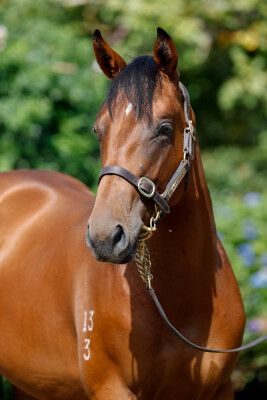 Lot 221: Home Affairs / Ishikari Bay