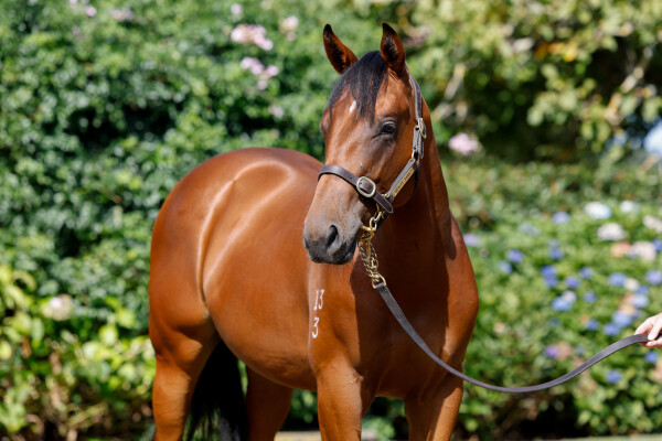 Lot 221: Home Affairs / Ishikari Bay