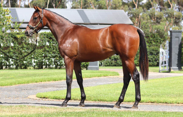 Lot 355: Shamus Award / No Restriction