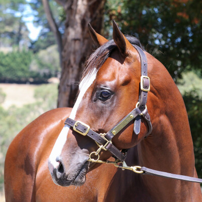 Lot 247: Russian Revolution / Kinetic Design