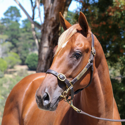 Lot 252: Home Affairs / Kononkop (ARG)