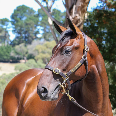 Lot 415: Wootton Bassett (GB) / Rock Giselle