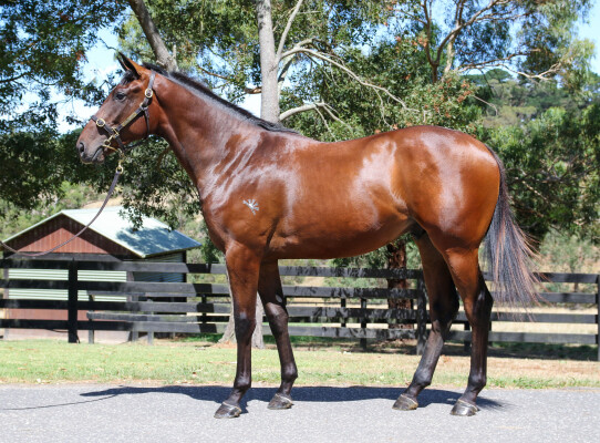 Lot 415: Wootton Bassett (GB) / Rock Giselle