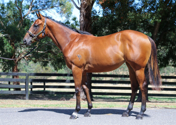 Lot 439: Home Affairs / Savapinski (NZ)