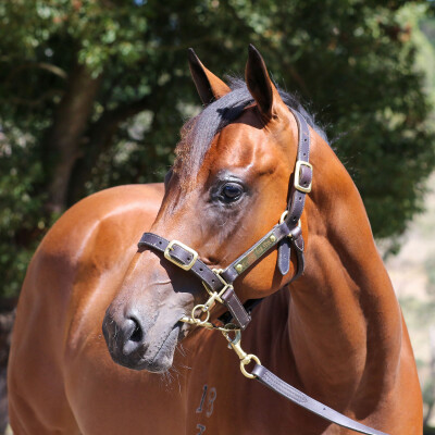 Lot 439: Home Affairs / Savapinski (NZ)