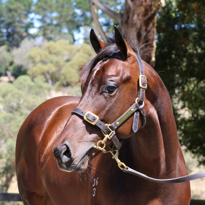 Lot 490: Home Affairs / Splendoronthegrass