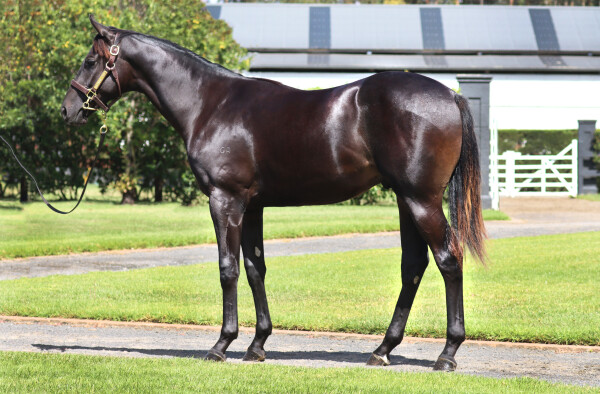 Lot 255: Exceedance / Kylix