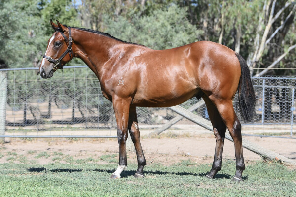 Lot 473: Ghaiyyath (IRE) / Snitzel's Moon