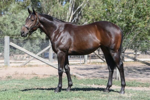 Lot 567: Danerich / Zeftabaa