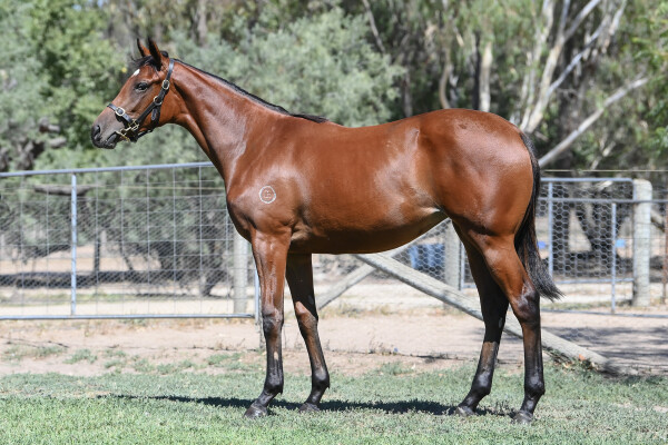 Lot 571: Ghaiyyath (IRE) / Accordingly (NZ)