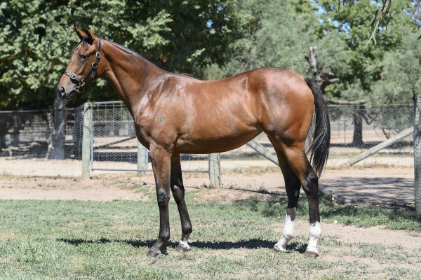 Lot 615: Rubick / Cuban Gold