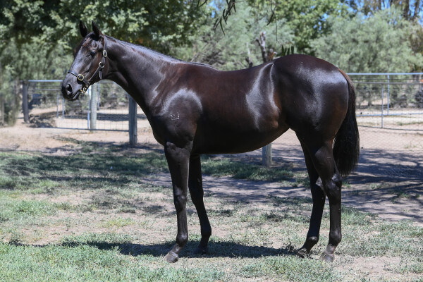 Lot 651: Tagaloa / Gullible