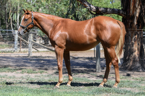 Lot 653: Earthlight (IRE) / Hai Lil