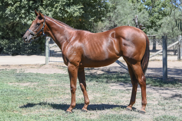 Lot 680: Nicconi / Lingjun Treasure