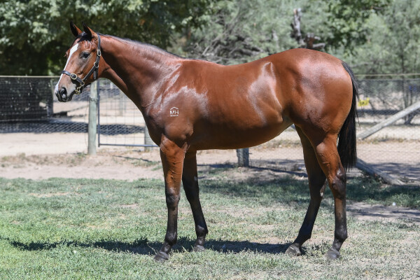 Lot 761: Earthlight (IRE) / Sky Princess