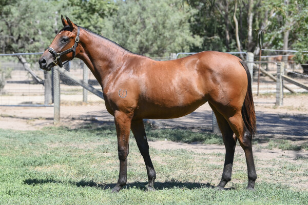 Lot 791: Foxwedge / Valuable Star