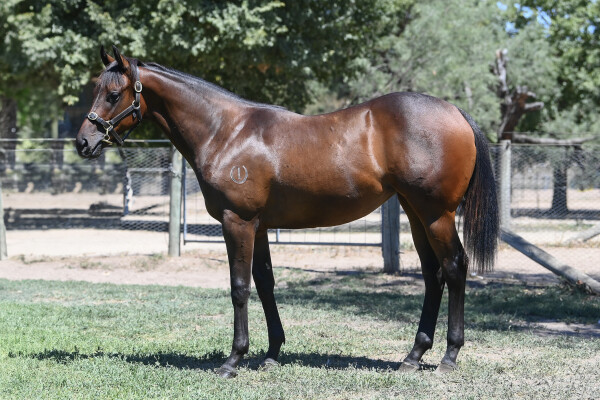 Lot 802: I Am Immortal / Willysfilly