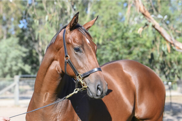 Lot 299: Brazen Beau / Magnumaris