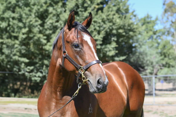 Lot 473: Ghaiyyath (IRE) / Snitzel's Moon