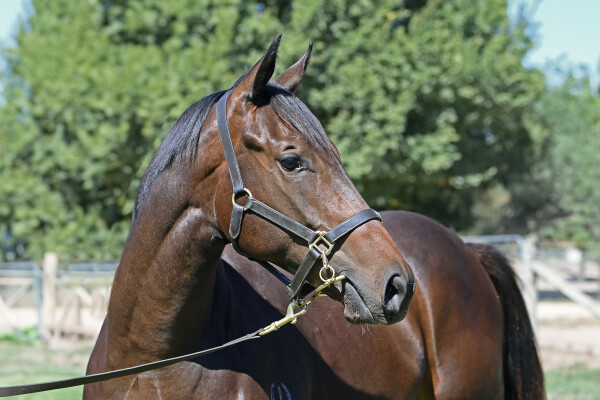 Lot 567: Danerich / Zeftabaa