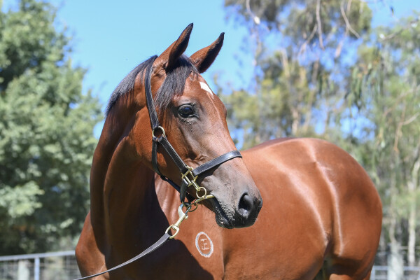 Lot 571: Ghaiyyath (IRE) / Accordingly (NZ)