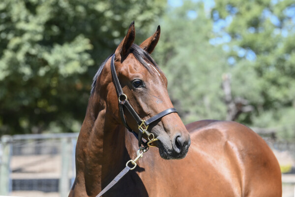 Lot 615: Rubick / Cuban Gold