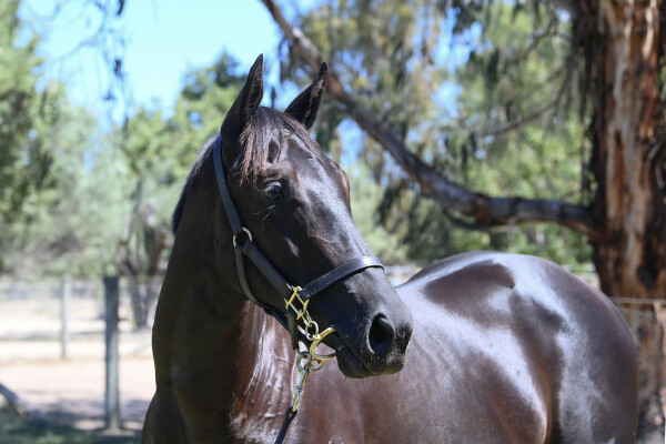 Lot 651: Tagaloa / Gullible