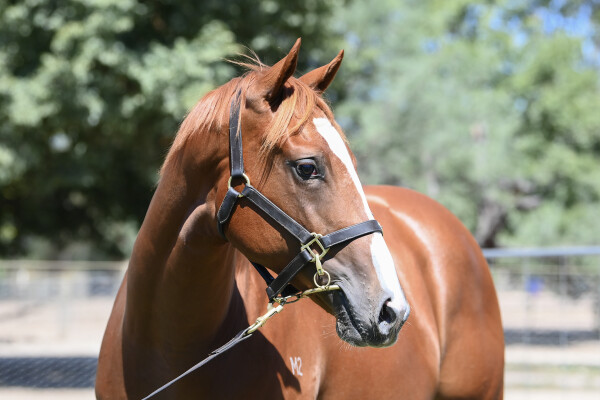 Lot 653: Earthlight (IRE) / Hai Lil