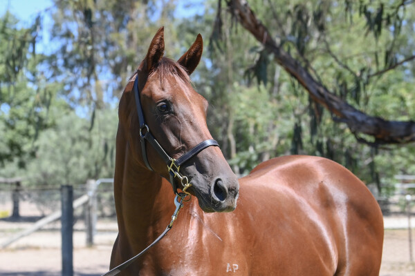 Lot 680: Nicconi / Lingjun Treasure