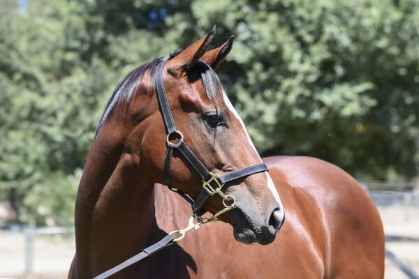 Lot 761: Earthlight (IRE) / Sky Princess