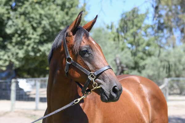 Lot 791: Foxwedge / Valuable Star