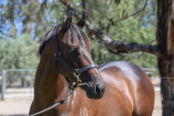 Lot 802: I Am Immortal / Willysfilly