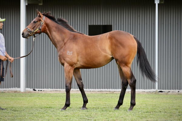 Lot 42: So You Think (NZ) / Arcadia Rose