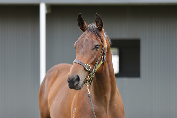 Lot 42: So You Think (NZ) / Arcadia Rose