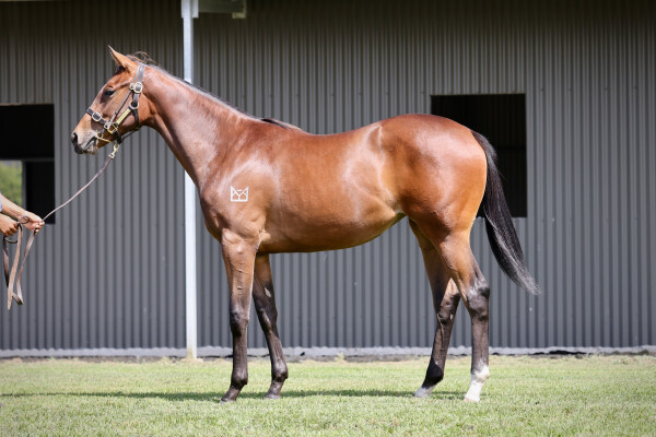 Lot 318: The Autumn Sun / Military Reign