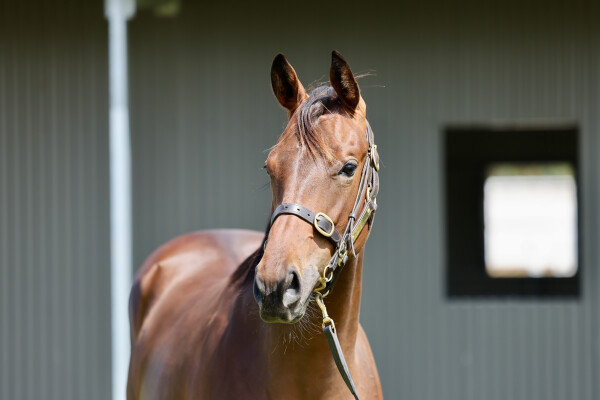 Lot 318: The Autumn Sun / Military Reign