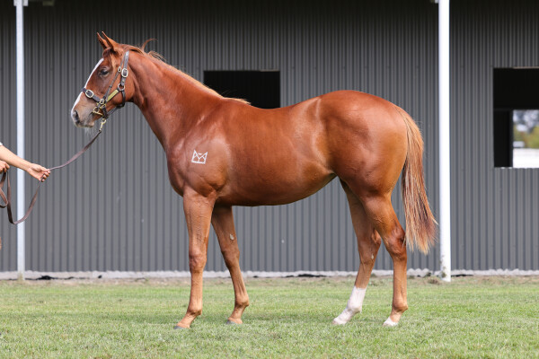 Lot 413: Toronado (IRE) / River Racer